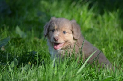 Les chiots de Berger Américain Miniature 