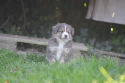 Les chiots de Berger Américain Miniature 