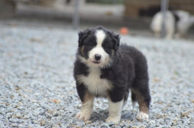 Les chiots de Berger Australien