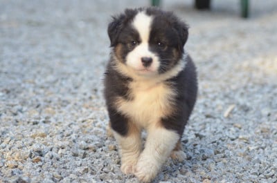 Les chiots de Berger Australien