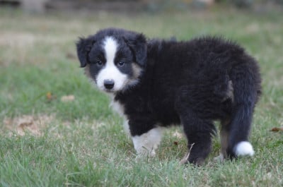 Les chiots de Berger Australien