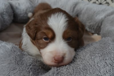 Buffy - Berger Australien
