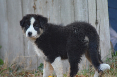Les chiots de Berger Australien