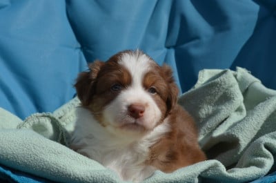 Les chiots de Berger Australien