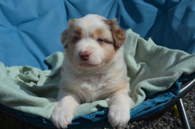 Les chiots de Berger Australien