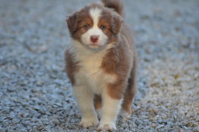 Les chiots de Berger Australien