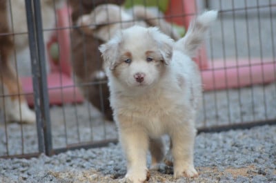 Les chiots de Berger Australien