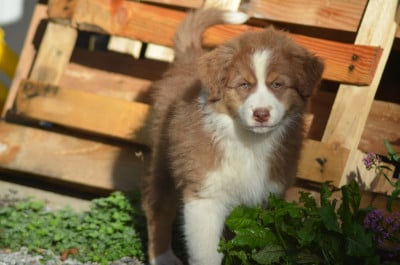 Les chiots de Berger Australien