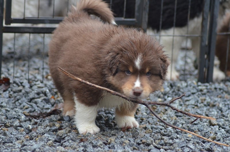 Berger Américain Miniature  - Des Légendes De L'Ouest
