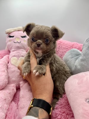 Les chiots de Chihuahua