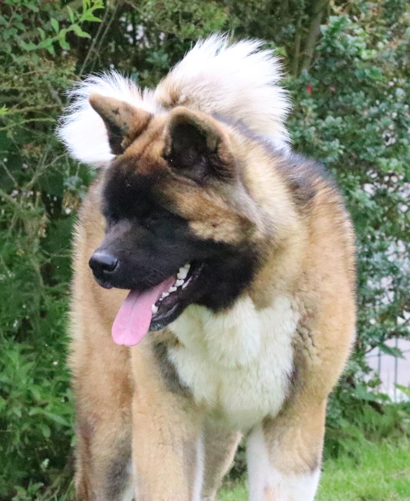 Special Approach Uppercut dgdlarchedenoé