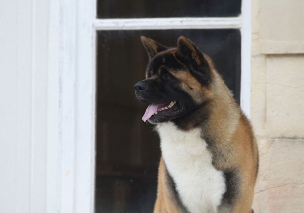 Special Approach Uppercut dgdlarchedenoé