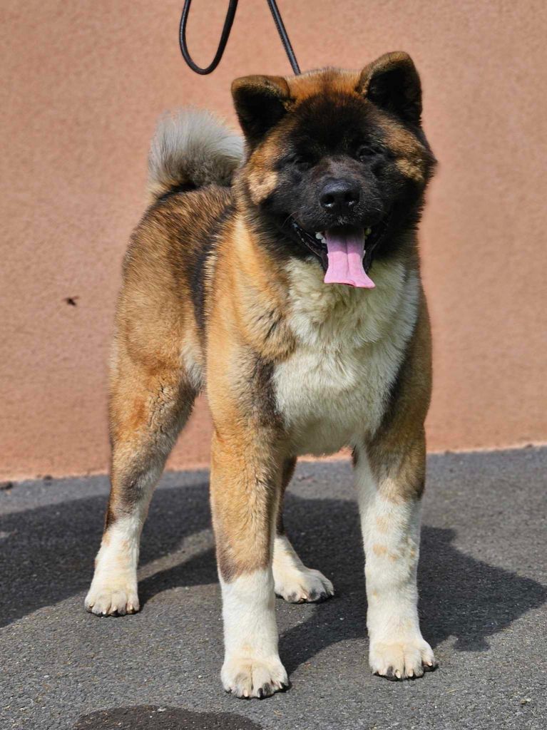 Special Approach Uppercut dgdlarchedenoé