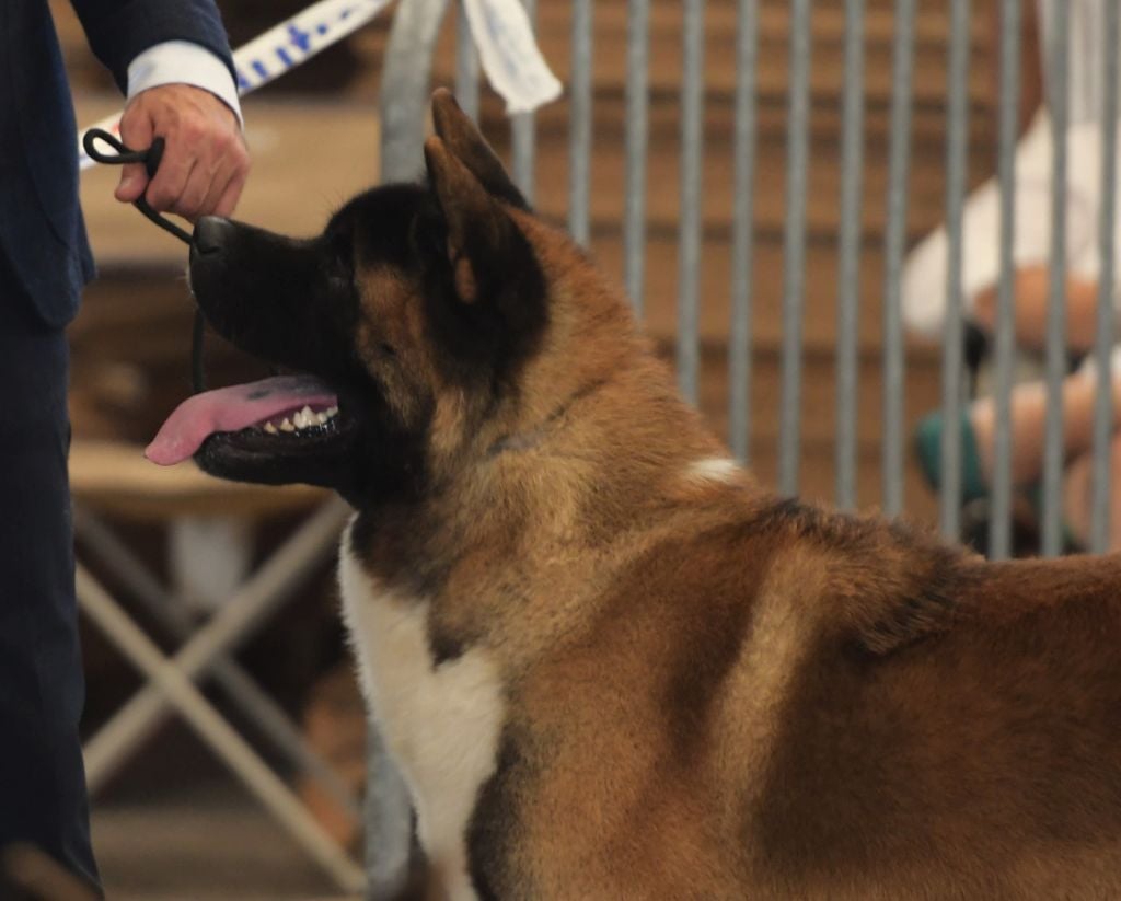 Special Approach Uppercut dgdlarchedenoé