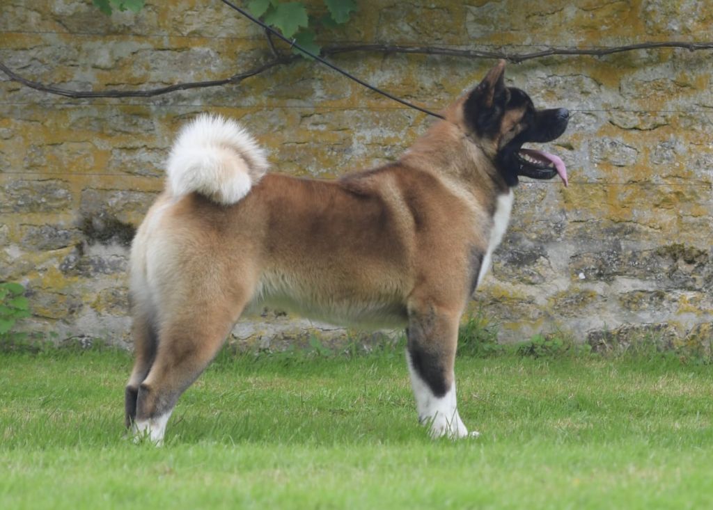 Special Approach Uppercut dgdlarchedenoé