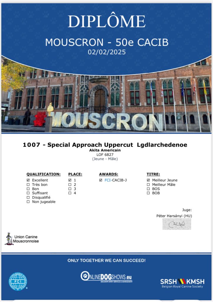 Special Approach Tyson fury - Best Junior - CIB Junior