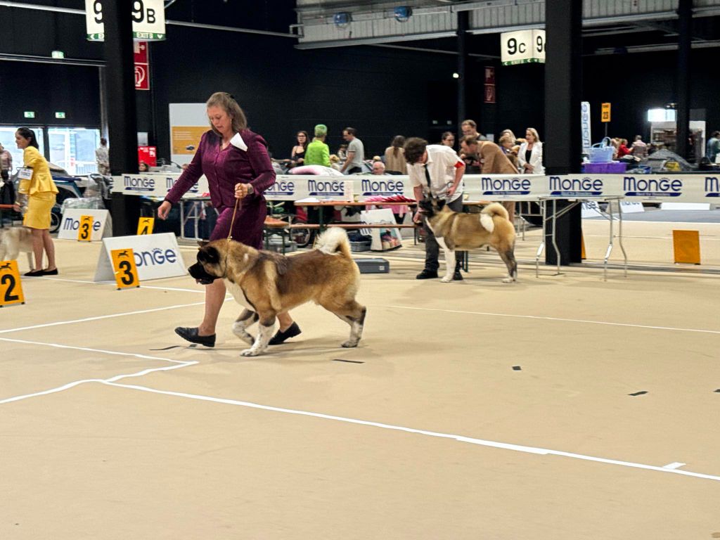 Special Approach Tyson fury - CACL