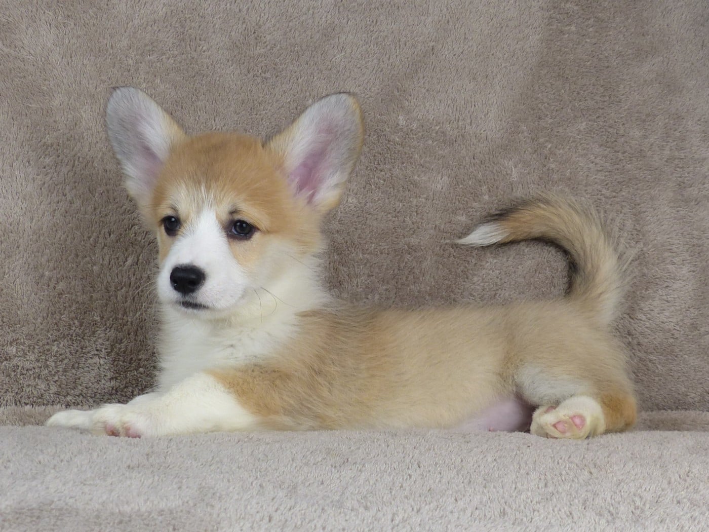 Welsh Corgi Pembroke - du Domaine de Boisceaux