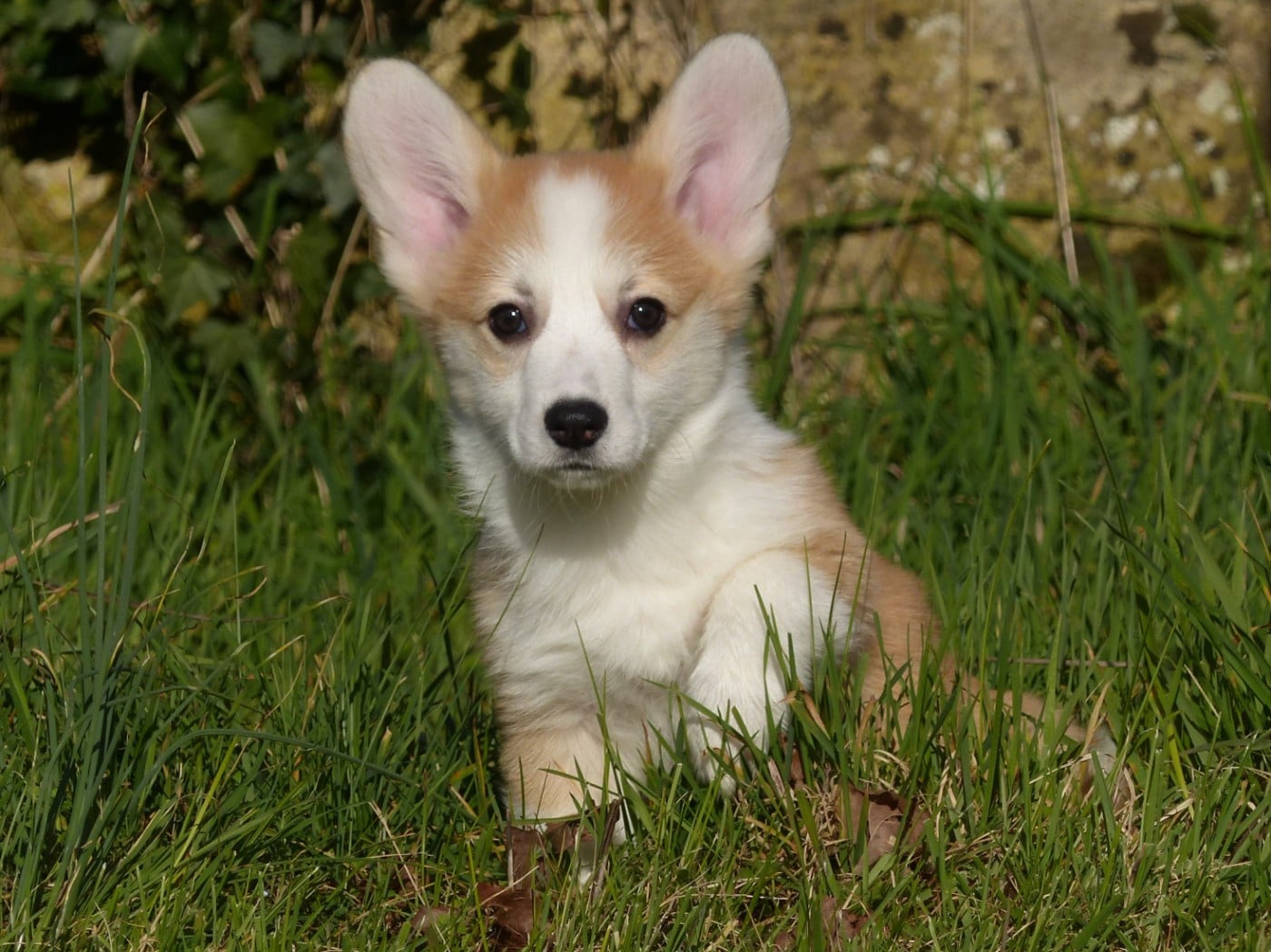 Welsh Corgi Pembroke - du Domaine de Boisceaux