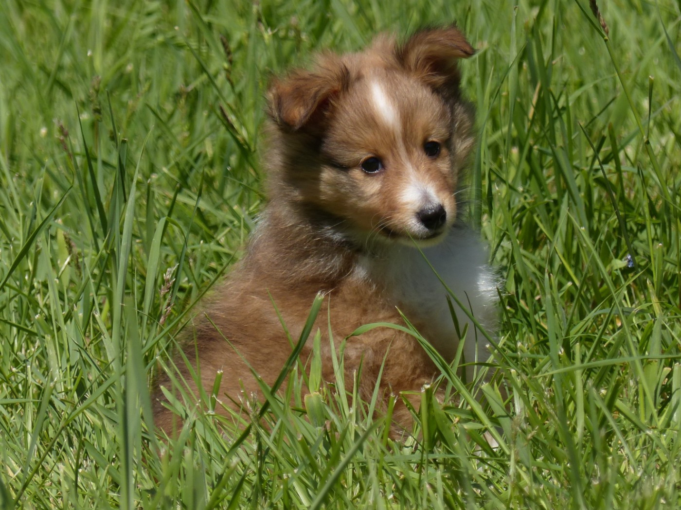 Shetland Sheepdog - du Domaine de Boisceaux