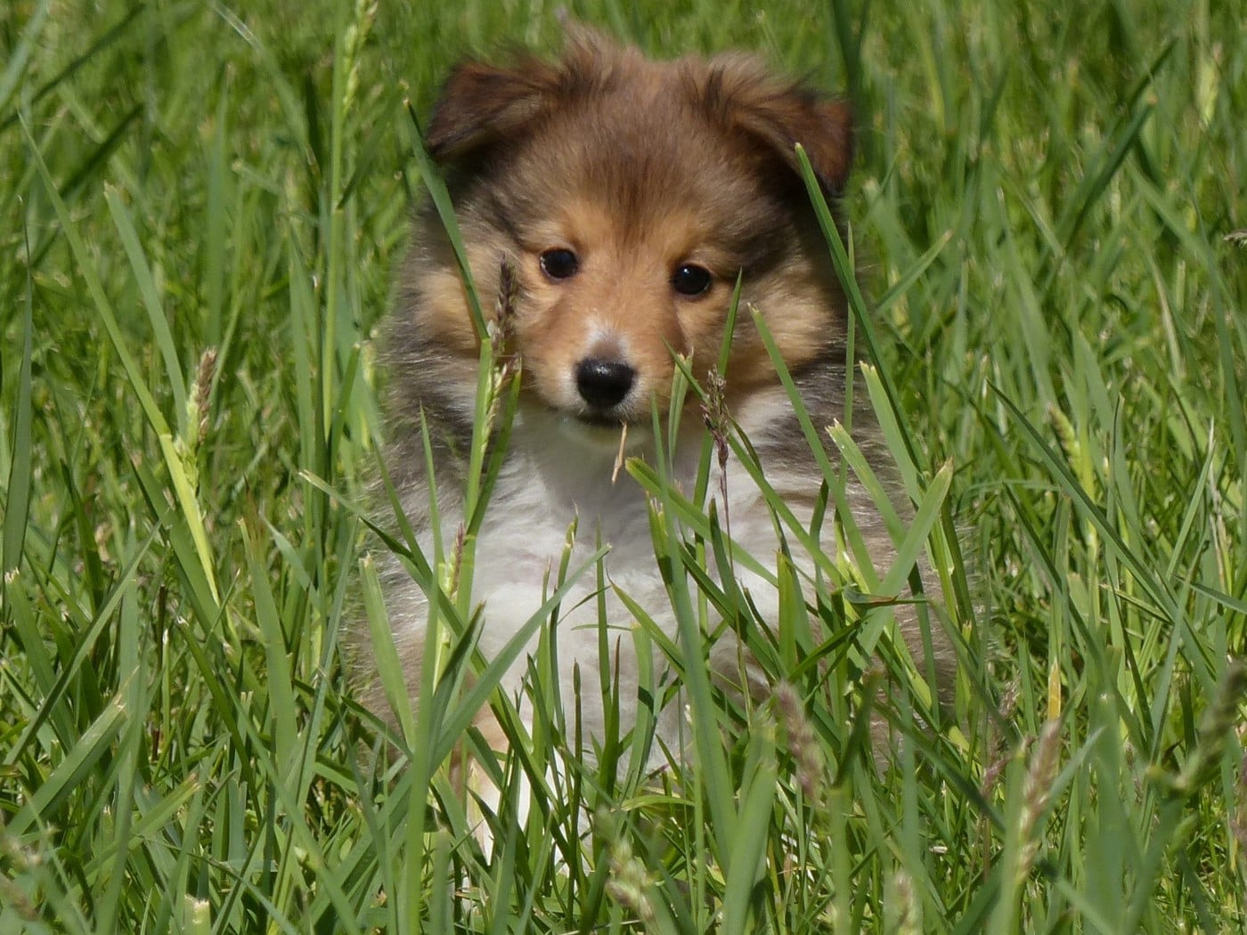 Shetland Sheepdog - du Domaine de Boisceaux