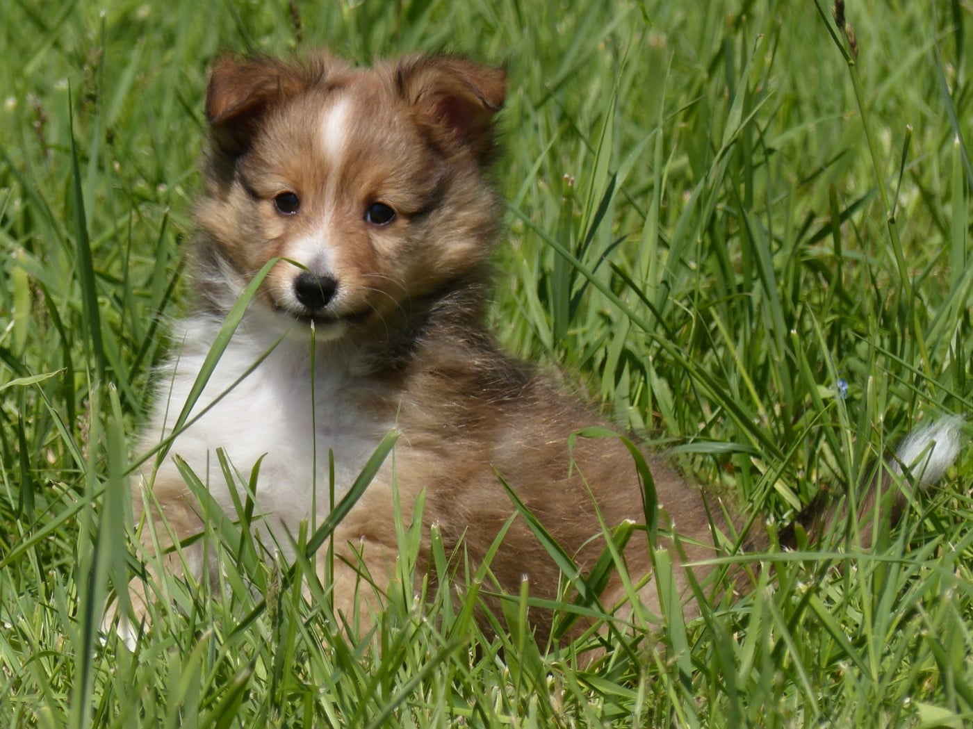 Shetland Sheepdog - du Domaine de Boisceaux