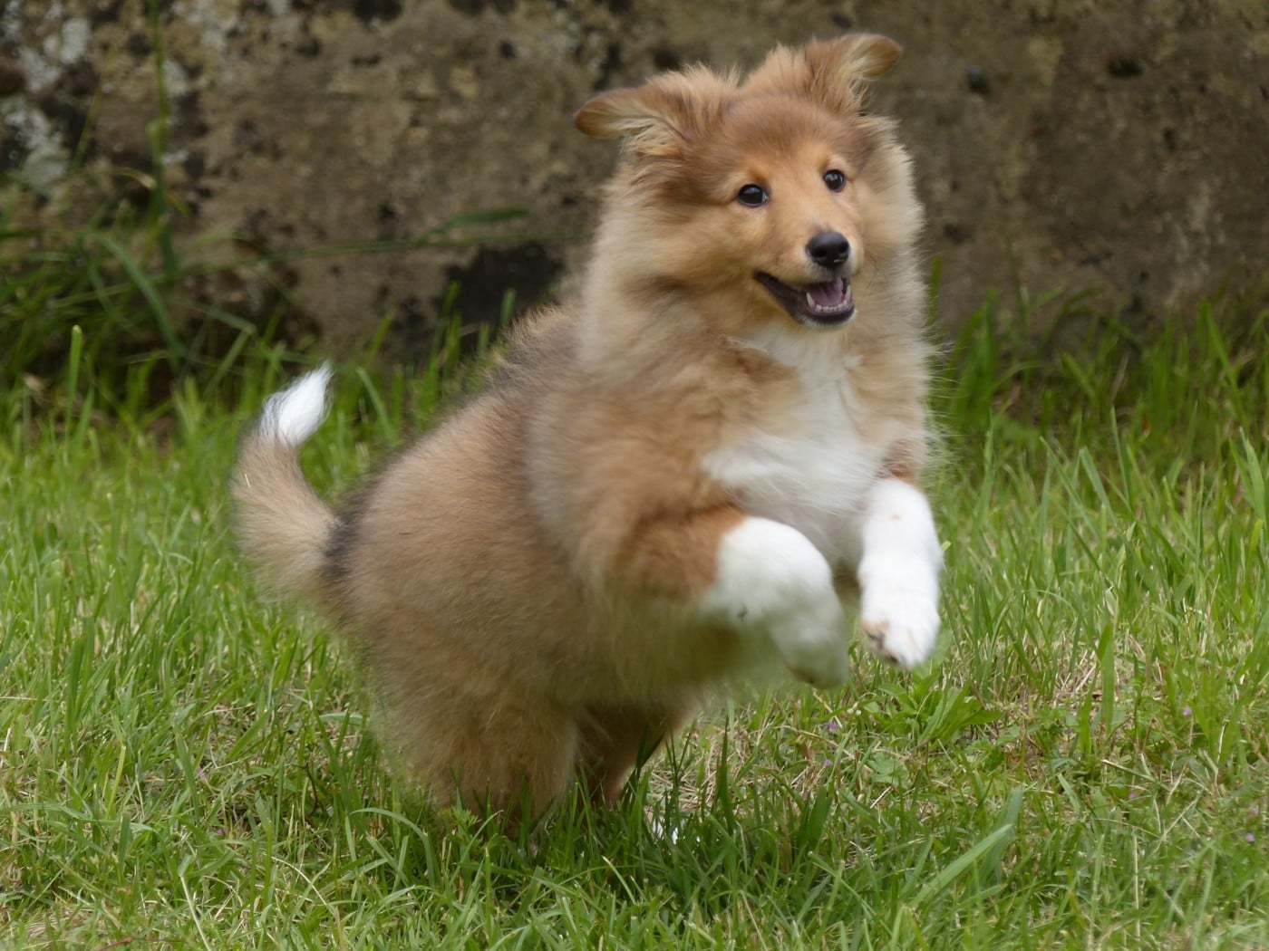 Shetland Sheepdog - du Domaine de Boisceaux