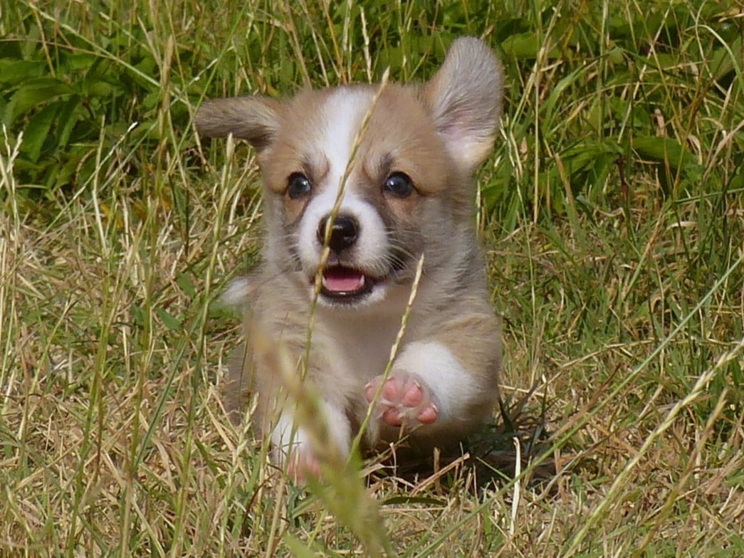 Welsh Corgi Pembroke - du Domaine de Boisceaux