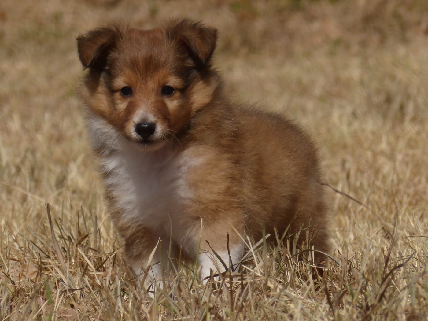 Shetland Sheepdog - du Domaine de Boisceaux