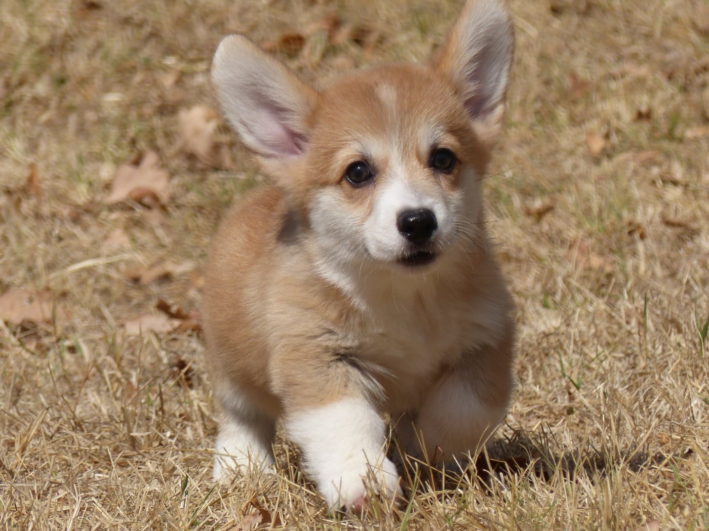 Welsh Corgi Pembroke - du Domaine de Boisceaux