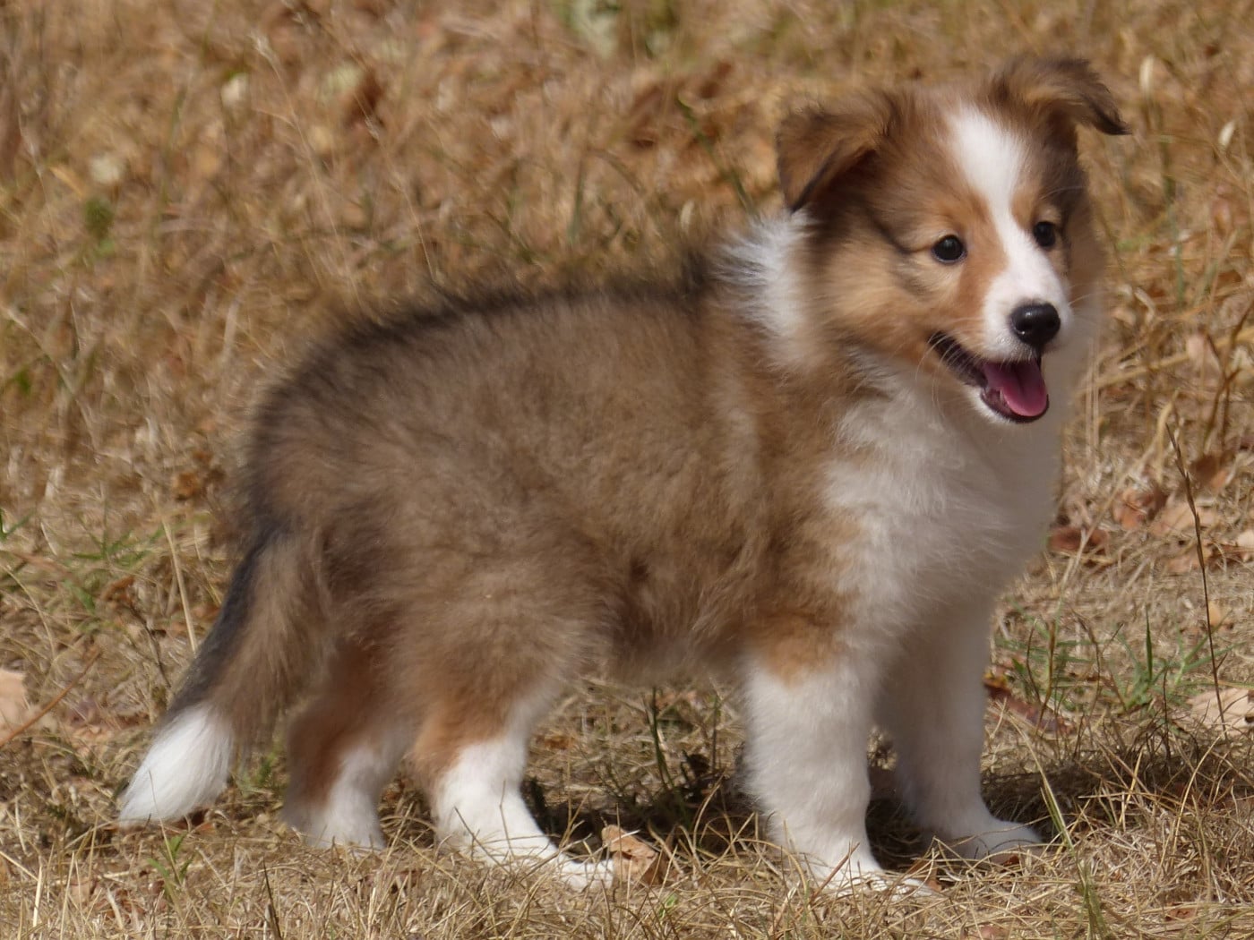 Shetland Sheepdog - du Domaine de Boisceaux