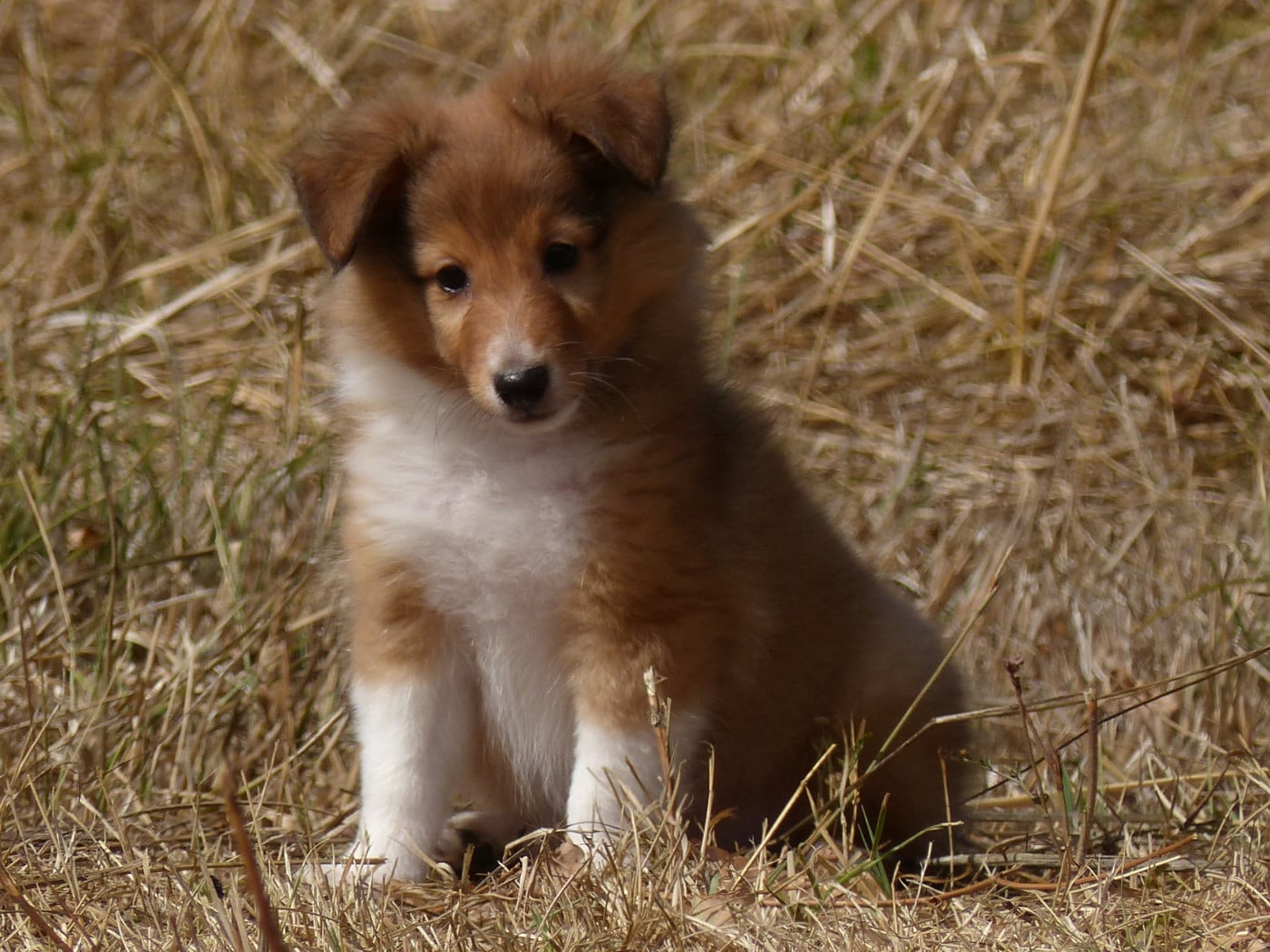 Shetland Sheepdog - du Domaine de Boisceaux