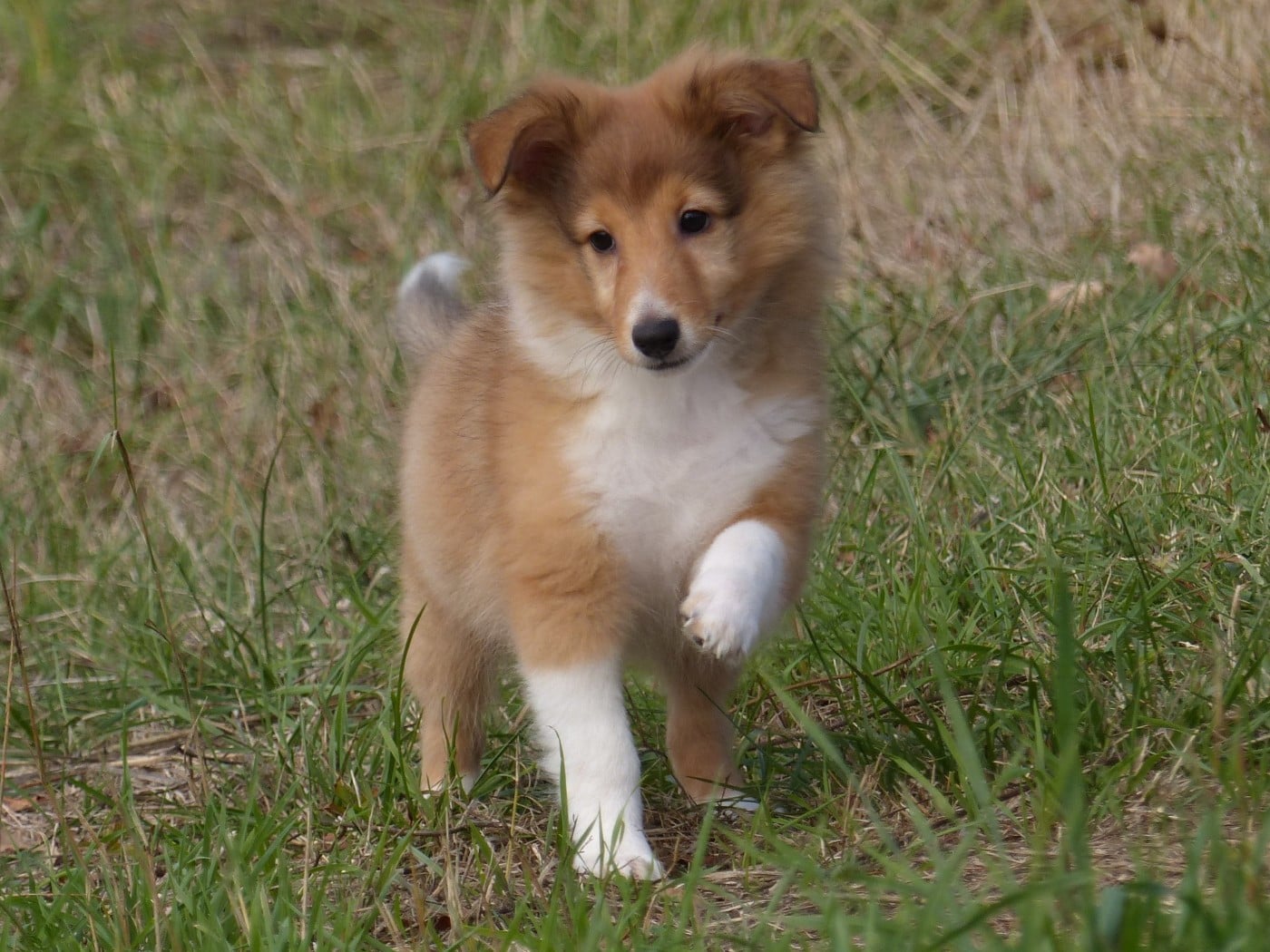 Shetland Sheepdog - du Domaine de Boisceaux