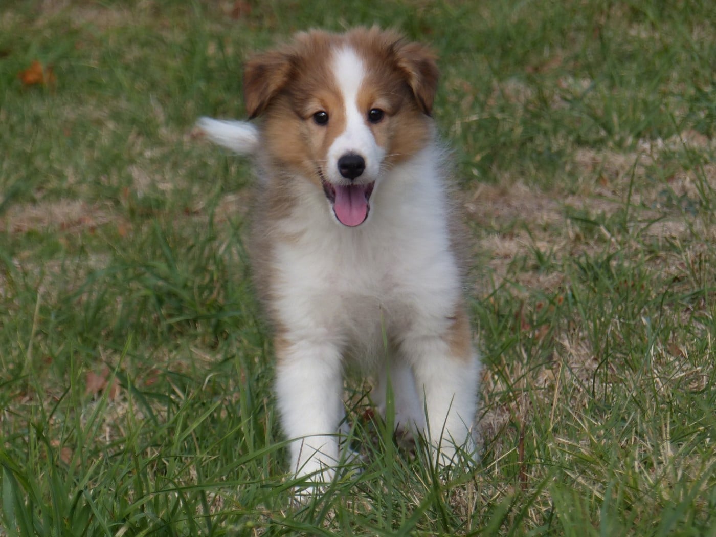 Shetland Sheepdog - du Domaine de Boisceaux