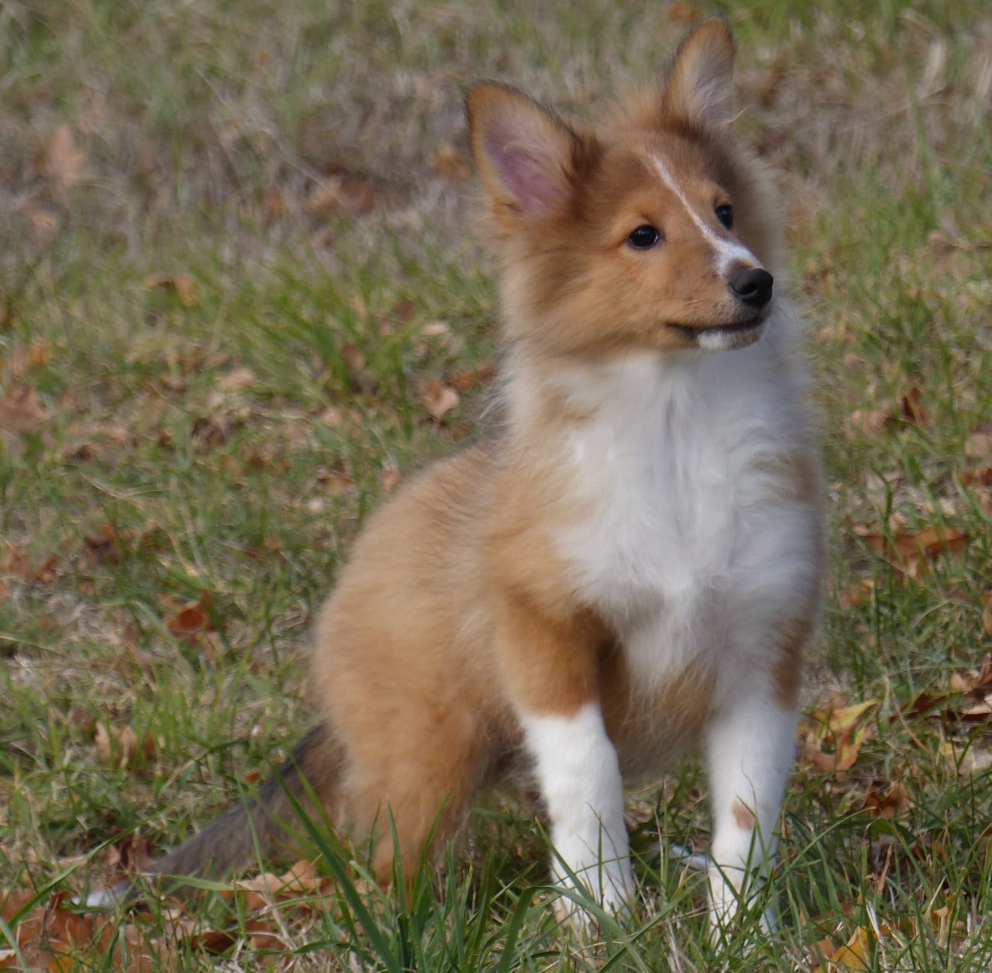 Monsieur Gray - Shetland Sheepdog