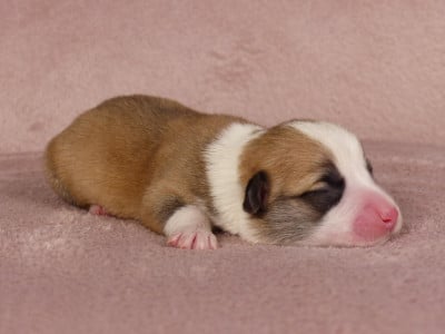 Les chiots de Welsh Corgi Pembroke