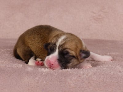 Les chiots de Welsh Corgi Pembroke
