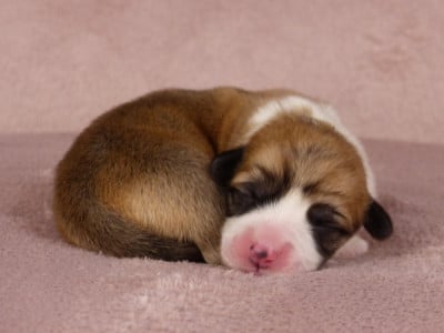 Les chiots de Welsh Corgi Pembroke