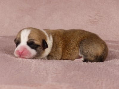 Les chiots de Welsh Corgi Pembroke