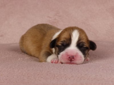 Les chiots de Welsh Corgi Pembroke