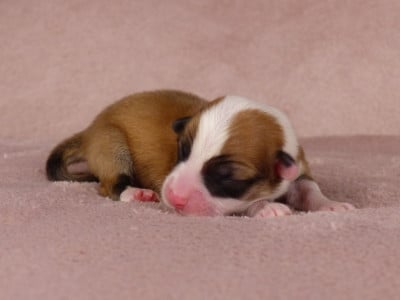 Les chiots de Welsh Corgi Pembroke