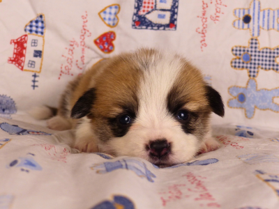 Les chiots de Welsh Corgi Pembroke