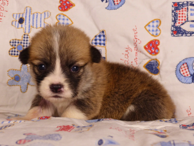 Les chiots de Welsh Corgi Pembroke