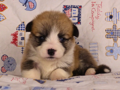 Les chiots de Welsh Corgi Pembroke