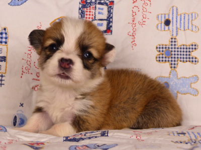 Les chiots de Welsh Corgi Pembroke