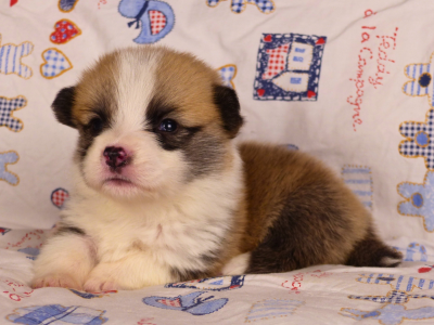 Les chiots de Welsh Corgi Pembroke