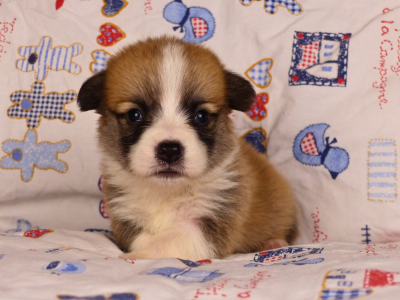 Les chiots de Welsh Corgi Pembroke