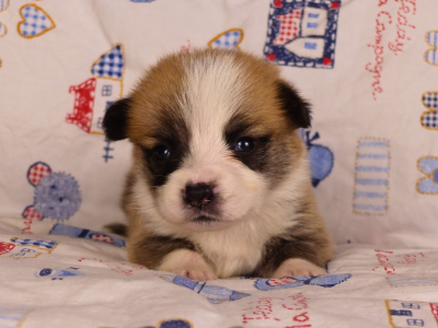 Les chiots de Welsh Corgi Pembroke