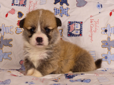 Les chiots de Welsh Corgi Pembroke