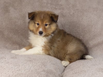 Les chiots de Shetland Sheepdog